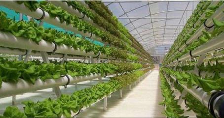 新模式! 欧洲立体种植给我们上了一课