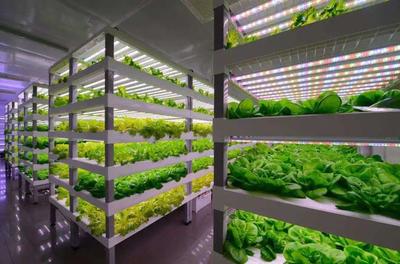 【未来农业】从中日荷"植物工厂",看未来农业~