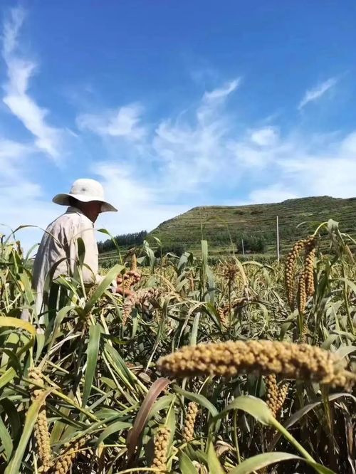 北京慧农智谷农业科技荣获 全国十佳生态农业品牌 荣誉