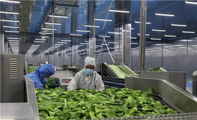 蒙城:蔬菜精深加工 助推产业增效