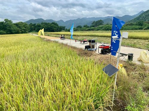 稻花香里话丰收节,极飞科技助新农人粮食收满仓
