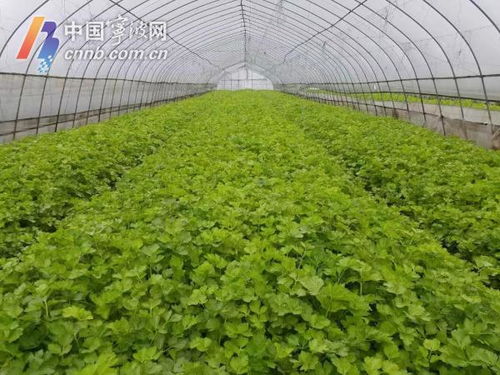 宁波力保主要农产品稳定供应 当前 菜篮子 产品供应充足
