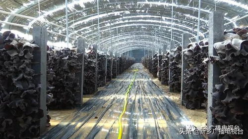 乡村振兴看新乡 系列报道之九 平原示范区韩董庄镇杨厂村 小木耳铺就幸福路