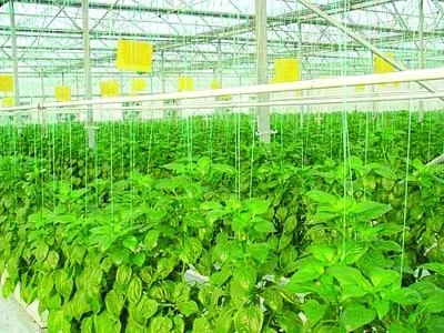设施农业+初见经济效益