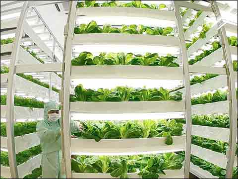 日本能否把植物工厂做成“出口产业”?