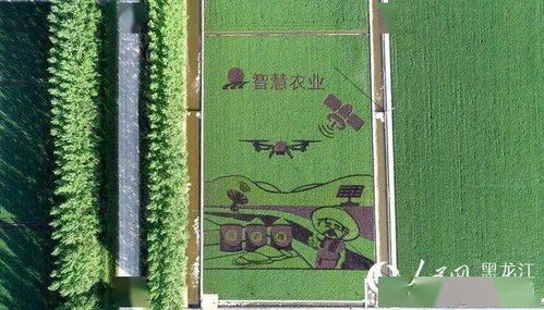 宝泉岭分公司 现代农业 产业扶贫 让宝泉岭的小康路走的 稳稳的