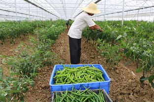 隆回 公司 农户 合作种植辣椒2.2万亩