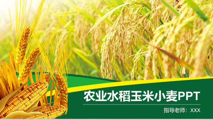农业水稻玉米小麦农产品推广