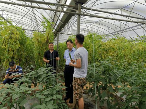 省农业农村厅联合检查组在湘西州开展农产品质量安全飞行检查