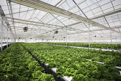 探营京东植物工厂:总面积达1万多平米 产量为常规种植3-4倍