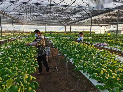 区农业农村局 抓好疫情防控, 护航 农业生产