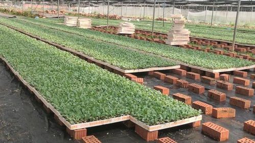 劳模引航 劳动筑梦 食品学院开展 我和全国劳模同劳动 劳动教育实践活动