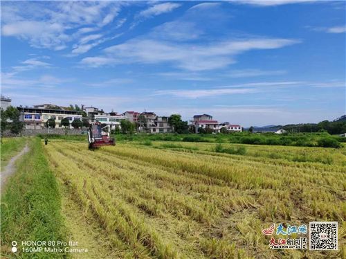 武宁县官莲乡 防汛抗旱联动农业生产 保产业促丰收 组图