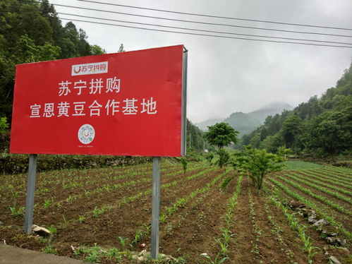 聚焦乡村振兴,企业家代表如何建言和行动