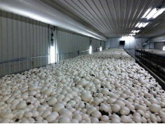 全年供应双孢菇、白蘑菇_双孢菇_鲜品_产品库_中国食用菌商务网