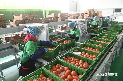 每天2吨!内江这个“番茄工厂”采收正忙