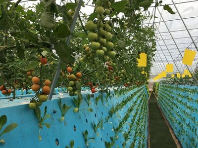 秘诀在哪里?这项技术让莲都的农产品高溢价