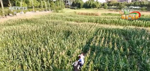 中非农业合作结硕果 为非洲农业发展注入人才 活水
