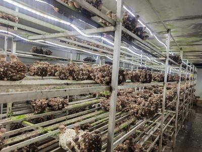 建设12个现代设施农业片区,上海新一轮都市农业构想逐渐清晰