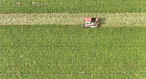 全国秋粮进入收获高峰期 已收获54.8
