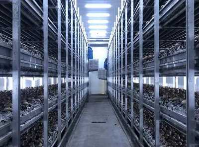 河南嵩县:智慧菇房推进食用菌产业数字化发展