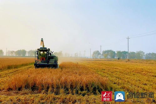 稻谷金黄颗粒归仓 滨州水稻开镰收割 大图