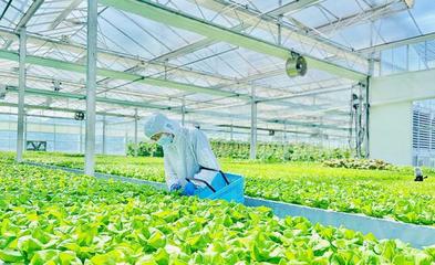 日销超3吨!余姚这个植物“梦工厂”解锁四季丰收密码