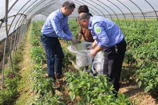 网络中国节 端午 市农业农村局开展农产品质量监督抽检,确保端午节消费安全