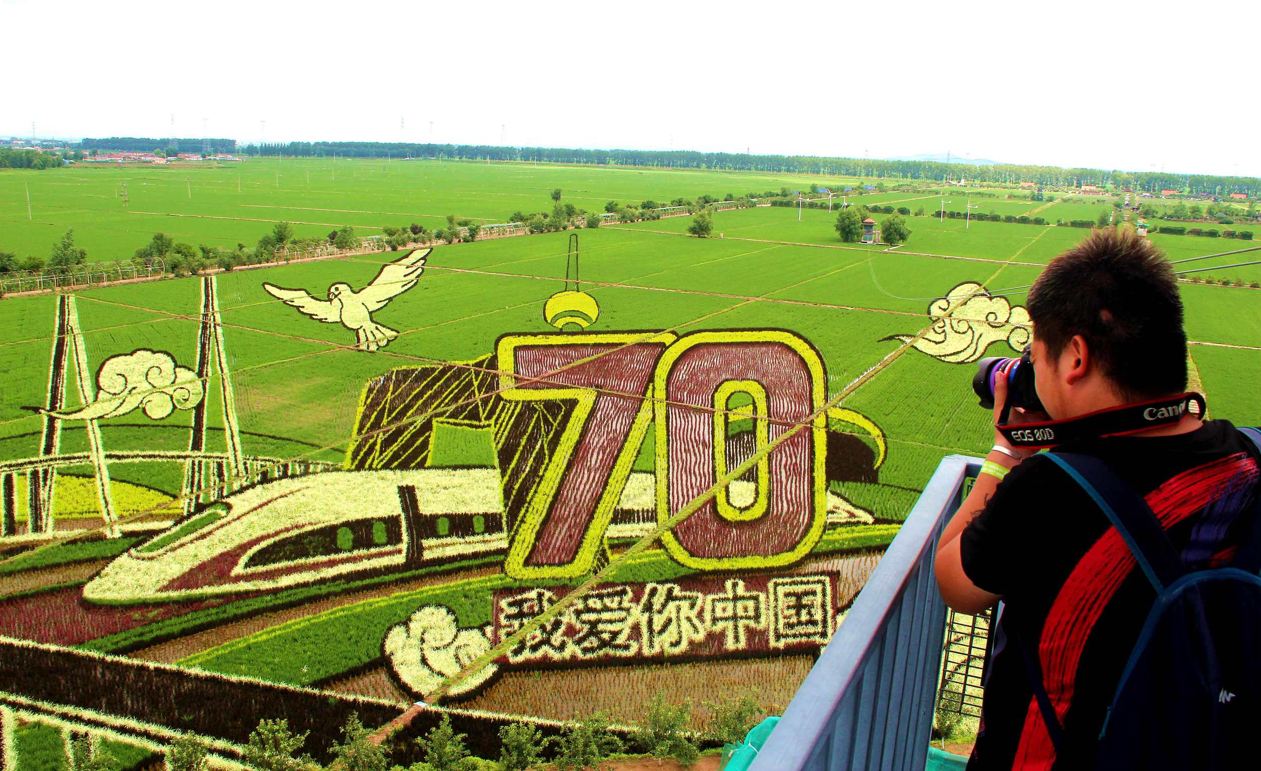 盘点各地巨幅稻田画 献礼新中国70周年