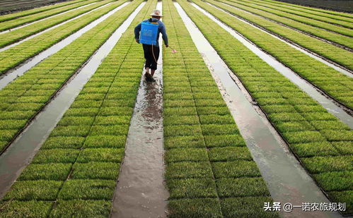 生态农业风口 绿色农业趋势 有机农业财富
