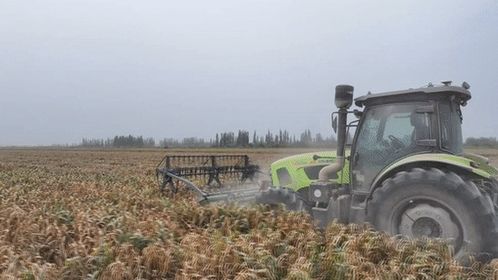 谷子在麦盖提盐碱地 逆袭 复播试验首获成功 开启农业新篇章
