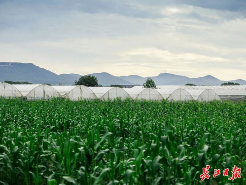 38家 武汉新增一批省级休闲农业重点园区凤凰网湖北 凤凰网