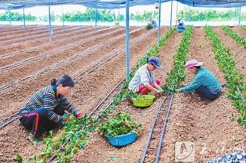 阿莓莓农业 发展有机草莓种植 蹚出助农增收新路