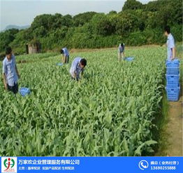佛山万家欢公司 图 农产品配送流程 农产品配送