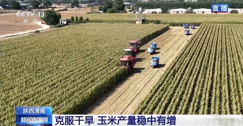 两大农业技术加持下 陕西玉米 情绪稳定 甚至还增产了