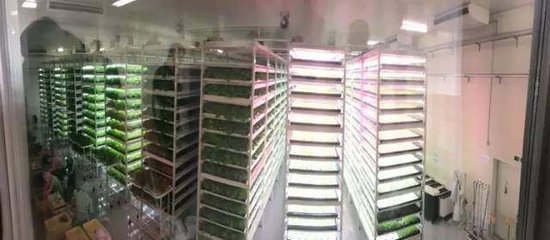 《生态农业系列》植物工厂的真正潜力及目的之--食品安全