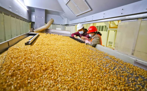 攥紧中国种子 创新驱动下的农业品种革命