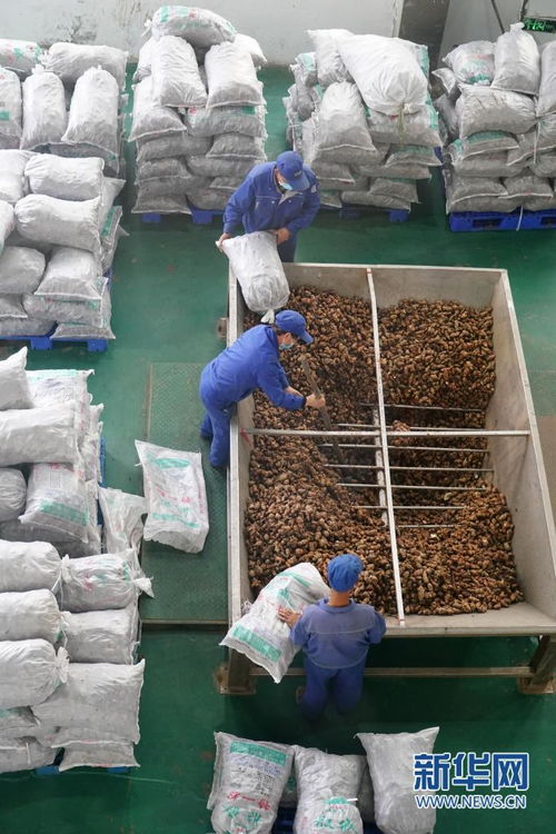 多彩产业铺就秦巴群众致富路