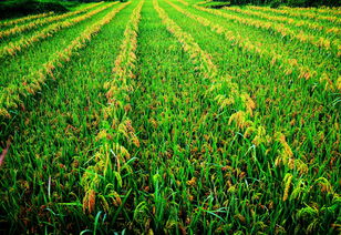 云南农业信息网 推动农业现代化的重要平台