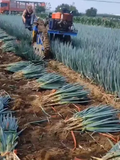 耕耘与收获 乡村振兴背景下的三农发展新图景