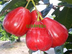 防城港天红农业 优质莲雾果的可靠供应商