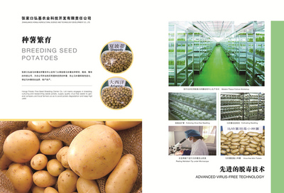 塞北马铃薯 农业中的黄金产业
