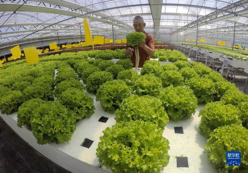 石家庄藁城 高效现代农业赋能乡村产业振兴