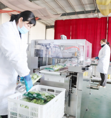 潍坊寿光净菜 从田间到餐桌的‘高铁’ 农业新篇章