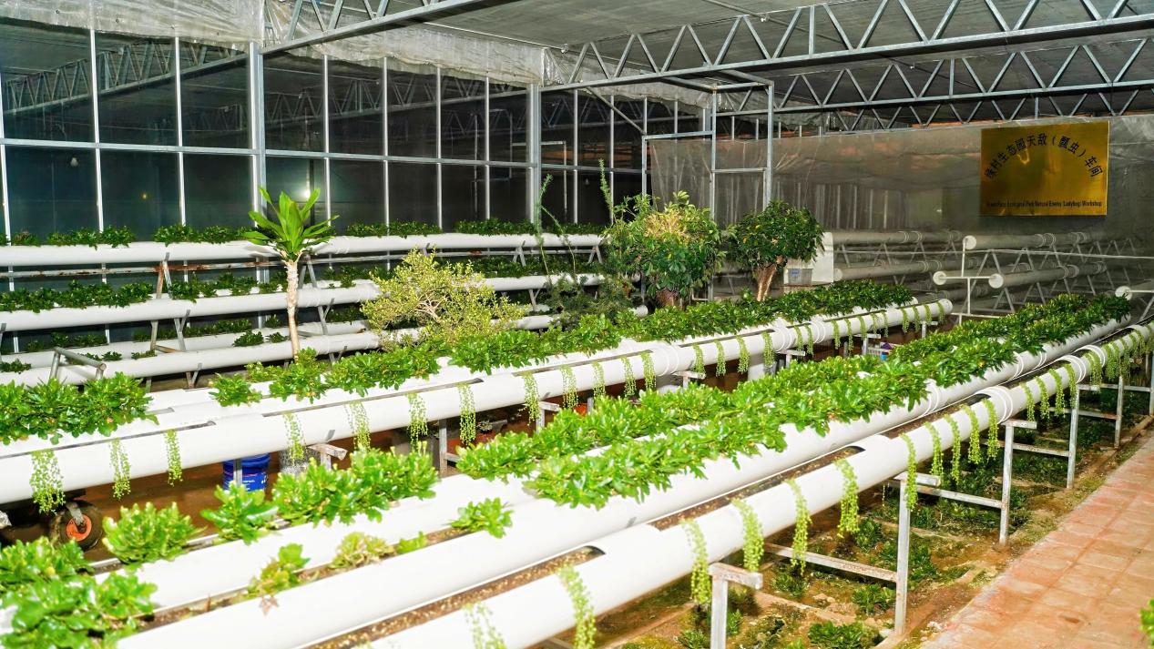 山海间的“丰”味答卷 青岛农品以创新实践联通城乡促共富