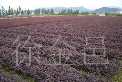 红叶小檗 经济与观赏并存的苗木优选