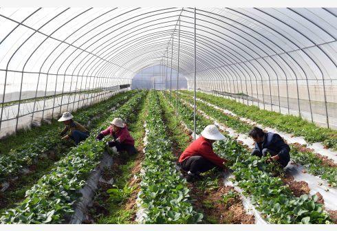 打造“第一车间” 农业农村部推动农产品精深加工，今年将发布百强企业名单